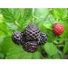 Саженец малины Блэк Джевел (Black Jewel)  (Черная): фото и описание