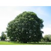 Саженец дуба Каштанолистный 100-150 см: фото и описание
