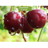 Саженцы черешни Ипуть -  5 шт.: фото и описание