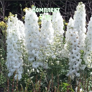 Комплект 5шт / Дельфиниум Мэджик Фонтейнс Пьюр Вайт