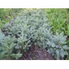 Саженцы Ели Голубая Глаука (Glauca) 20-40 см -  5 шт.: фото и описание
