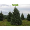 Саженцы Ели Сибирская 100-150 см -  5 шт.: фото и описание