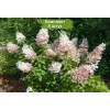 Саженцы гортензии метельчатой Конфетти (Confetti) -  5 шт.: фото и описание