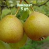 Саженцы Груши Башкирская Летняя - 5 шт.: фото и описание