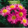 Саженцы среднецветковой хризантемы Мальчиш Кибальчиш (Розовая ) -  5 шт.: фото и описание