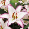 Луковицы лилии Hotline (Горячая линия ) Восточный гибрид -  5 шт.: фото и описание