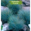 Саженцы овсяницы сизая Азурит (Azurit) -  5 шт.: фото и описание