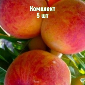 Комплект 5шт / Персик Дикрас