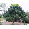 Саженцы сосны Чёрная 20-40 см -  5 шт.: фото и описание