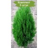 Саженцы Туи Книжная до 30 см -  5 шт.: фото и описание