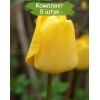 Луковицы тюльпана Голден парад (Golden Parade) -  5 шт.: фото и описание