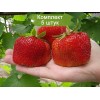 Саженцы земляники Гигантелла (Средняя) -  5 шт.: фото и описание