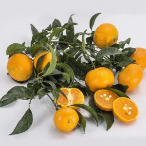 Мандарин Муркотт